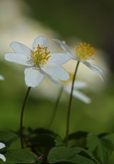 Buschwindroeschen Garten Neussel